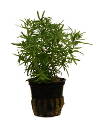 Pogostemon Erectus - Pe (Pogostemon erectus - PE)