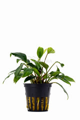 Anubias Sagittae - Pe (Anubias sagittae - PE)