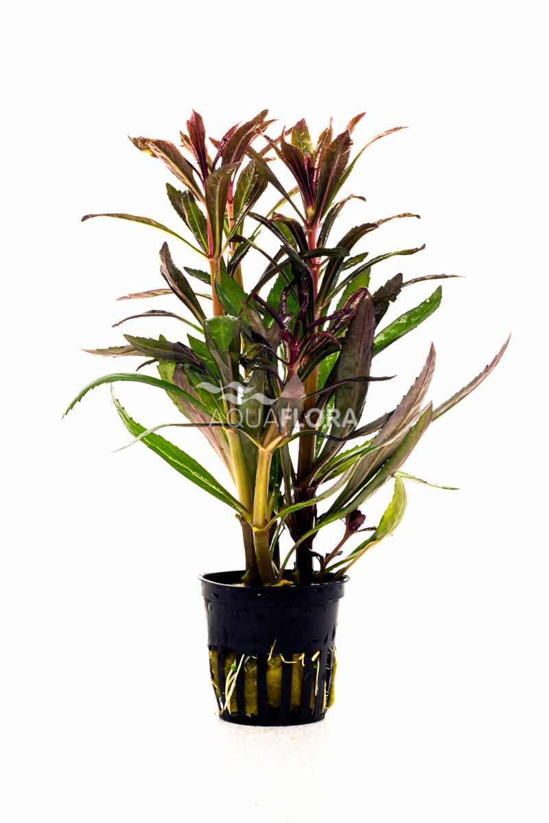 Pogostemon Stellatus 'Rubra' - Pe (Pogostemon stellatus 'Rubra' - PE)