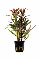 Pogostemon Stellatus 'Rubra' - Pe (Pogostemon stellatus 'Rubra' - PE)