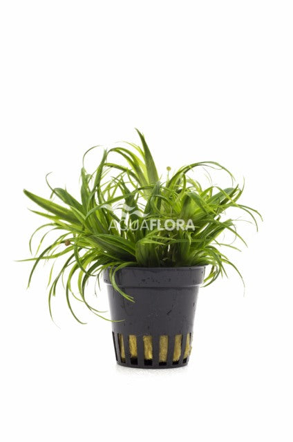 Ludwigia Palustris 'Super Red' - Pe (Ludwigia palustris 'Super Red' - PE)