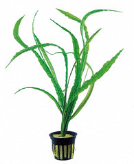 Cryptocoryne Crispulata Var. Balansae - Ps (Cryptocoryne crispulata var. balansae - PS)