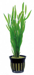 Vallisneria Spiralis 'Torta' - Ps (Vallisneria spiralis 'Torta' - PS)
