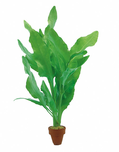 Nesaea Pedicellata 'Green' - Pe (Nesaea pedicellata 'Green' - PE)