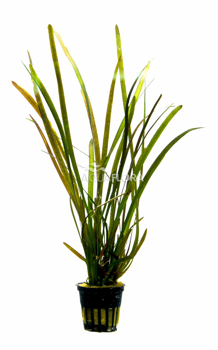 Vallisneria Sp. 'Rubra' - Ps (Vallisneria sp. 'Rubra' - PS)