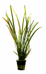 Vallisneria Sp. 'Rubra' - Ps (Vallisneria sp. 'Rubra' - PS)