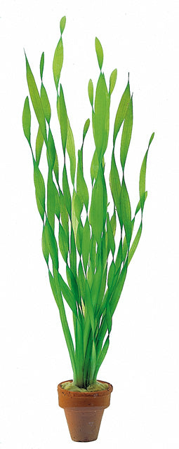 Vallisneria Spiralis 'Torta' - Ta (Vallisneria spiralis 'Torta' - TA)