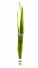Vallisneria Spiralis - Ba (Vallisneria spiralis - BA)