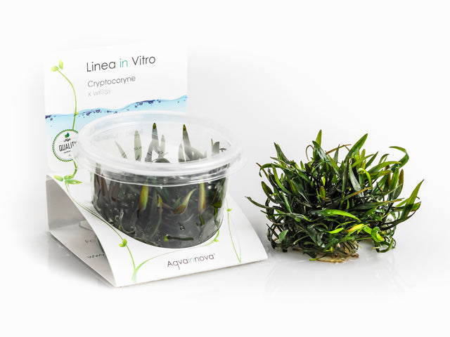 Cryptocoryne X Willisii - In Vitro Cup (Cryptocoryne x willisii - In Vitro Cup)