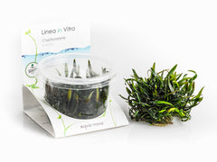 Cryptocoryne X Willisii - In Vitro Cup (Cryptocoryne x willisii - In Vitro Cup)