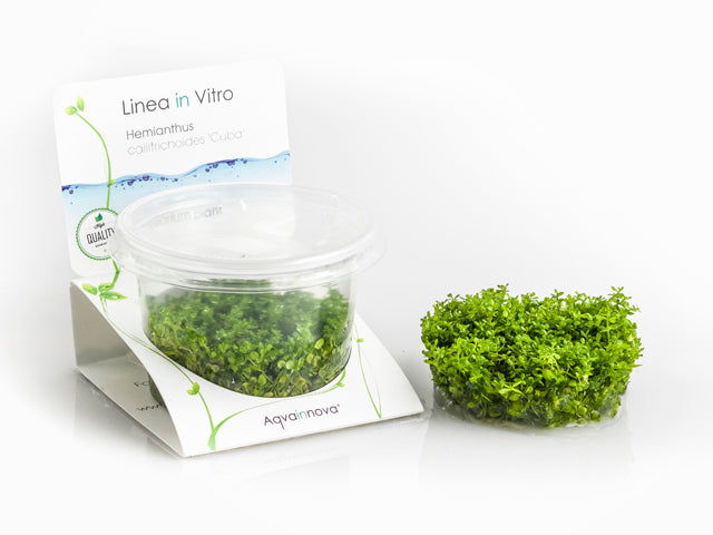 Hemianthus Callitrichoides 'Cuba' - In Vitro Cup (Hemianthus callitrichoides 'Cuba' - In Vitro Cup)