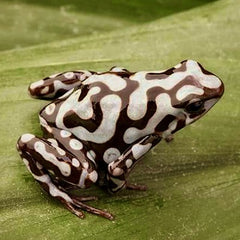 Dendrobates auratus