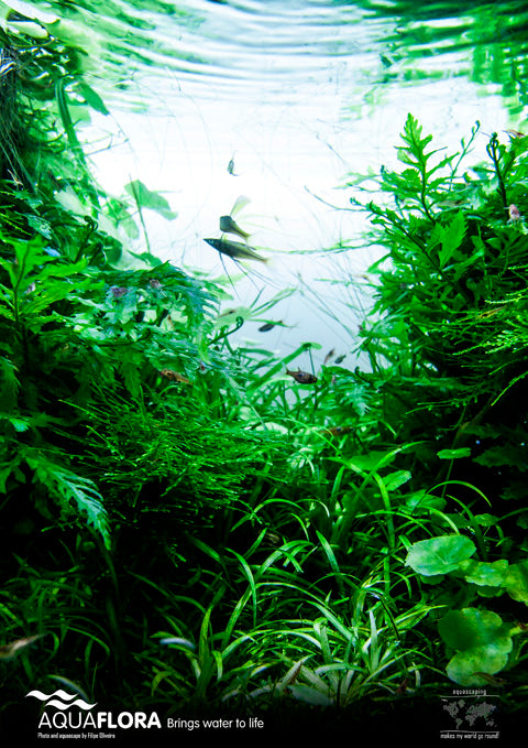 Aquaflora Poster 'Go Green!' A1 Formaat - Pr (Aquaflora poster 'Go Green!' A1 formaat - PR)