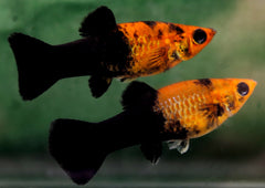 Molly Golddust Tuxedo (POECILIA SPHENOPS GOLDDUST TUXEDO M)