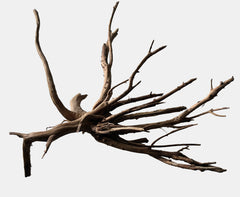 BLACK SPIDERWOOD
