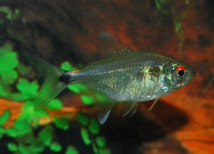 Lichtvisje (HEMIGRAMMUS OCELLIFER M)