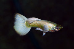 Gup Luminious Wit Man (POEC. RET. LUMINIOUS WHITE MALE M)