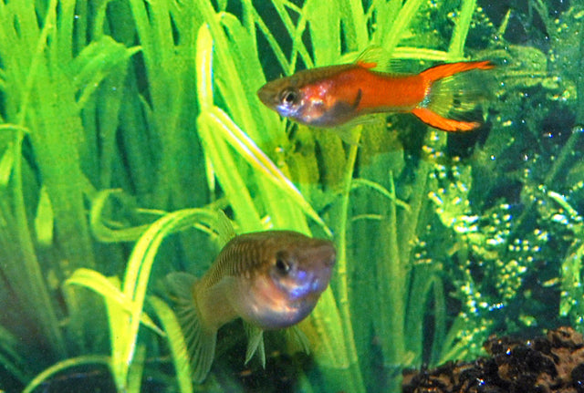 Endler Gup Red Scarlet Man (POEC. WINGEI RED SCARLET MALE M)