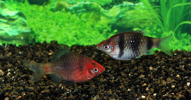 Purperkopbarbeel (PETHIA NIGROFASCIATA S/M)