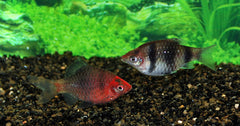 Purperkopbarbeel (PETHIA NIGROFASCIATA S/M)