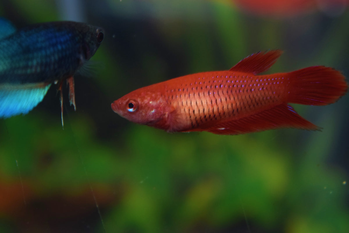 Kempvis Vrouw (BETTA SPLENDENS FEMALE M)