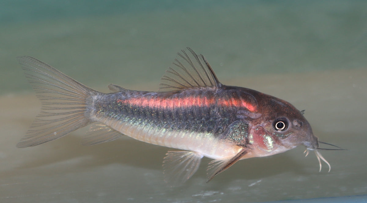 Pantsermeerval Red Stripe (CORYDORAS SP. CW023 S/M)