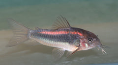 Pantsermeerval Red Stripe (CORYDORAS SP. CW023 S/M)
