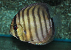 Discus Peru Rio Nanay (S. AEQUIFASCIATUS PERU RIO NANAY M)