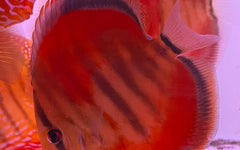 Discus heckel ica red