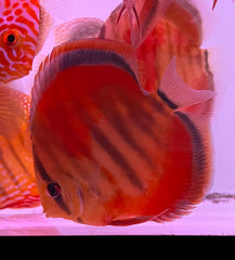 Discus Heckel Ica Red (S. DISCUS ICA RED S)