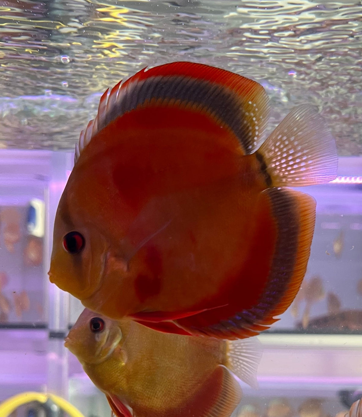 Discus Red Cover (S. AEQUIFASCIATUS RED COVER M/L)