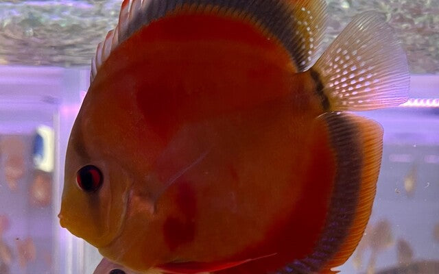 Discus red cover
