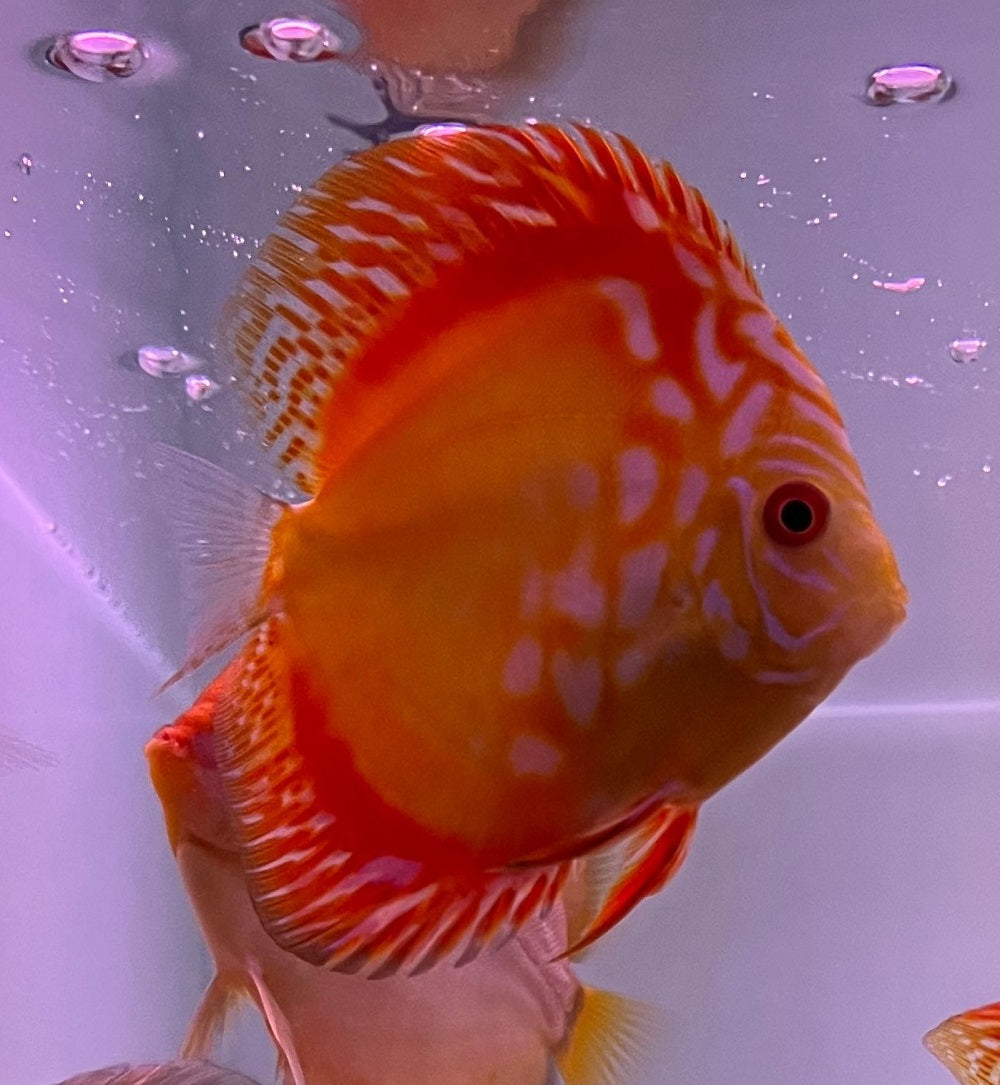 Discus Red Map (S. AEQUIFASCIATUS RED MAP M) – Heevis