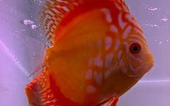 Discus red map