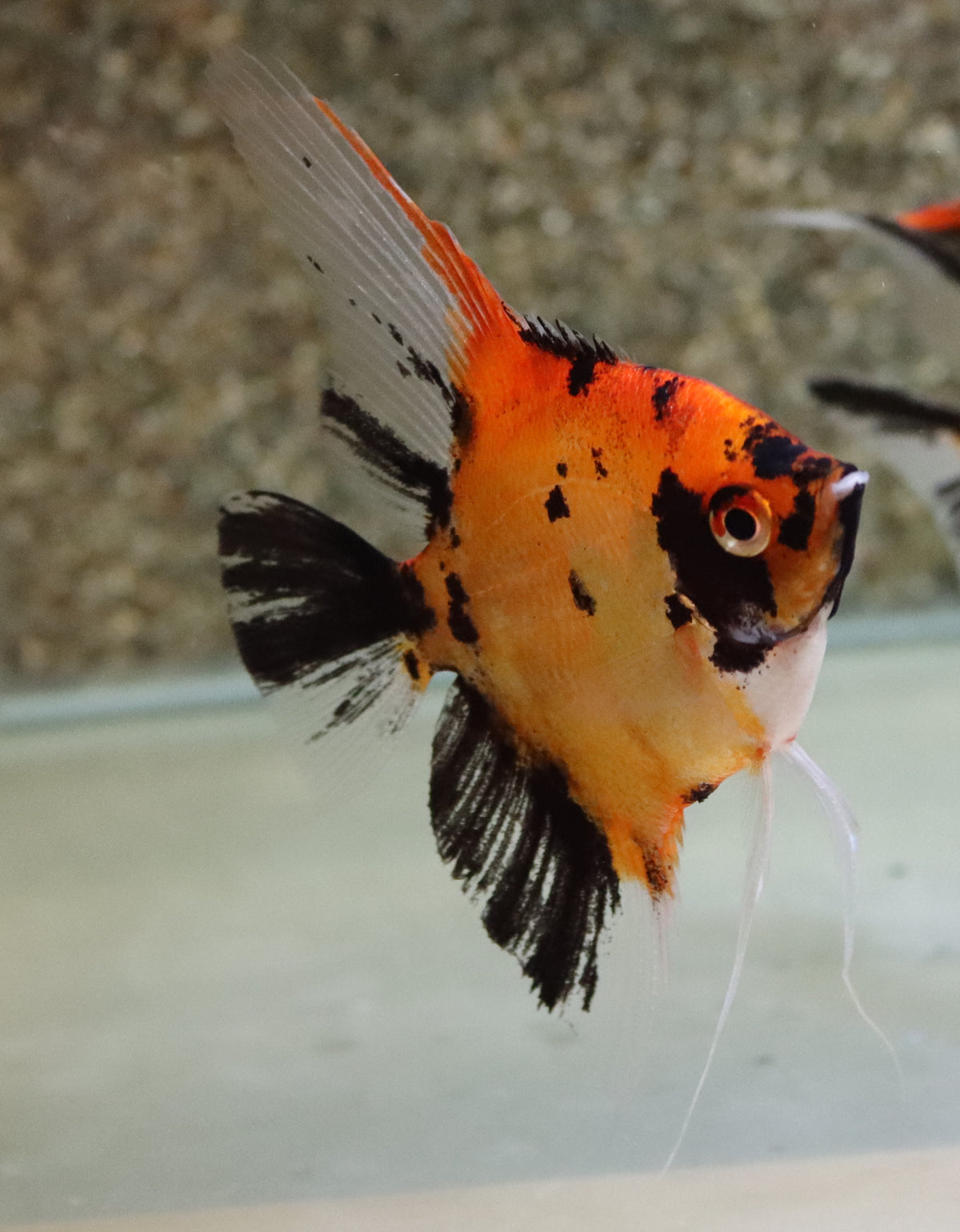 Maanvis Red Devil (P. SCALARE RED DEVIL XL)