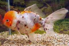 Sluier Leeuwenkop Calico (CAR. AUR. LIONHEAD CALICO 10/12)