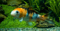 Koi Europa (CYP. CARPIO KOI EUROPE 10/12)