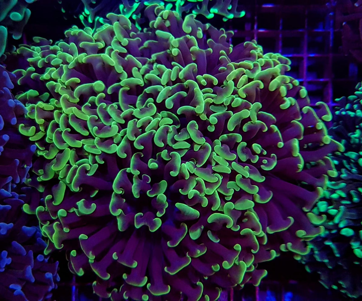 Euphyllia ancora (Green)