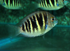 Parel Cichlide (ETROPLUS CANARENSIS M/L)