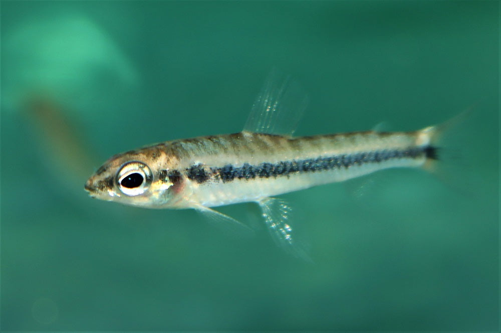 Nannocharax Altus (NANNOCHARAX ALTUS M)