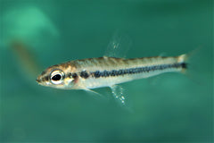 Nannocharax Altus (NANNOCHARAX ALTUS M)