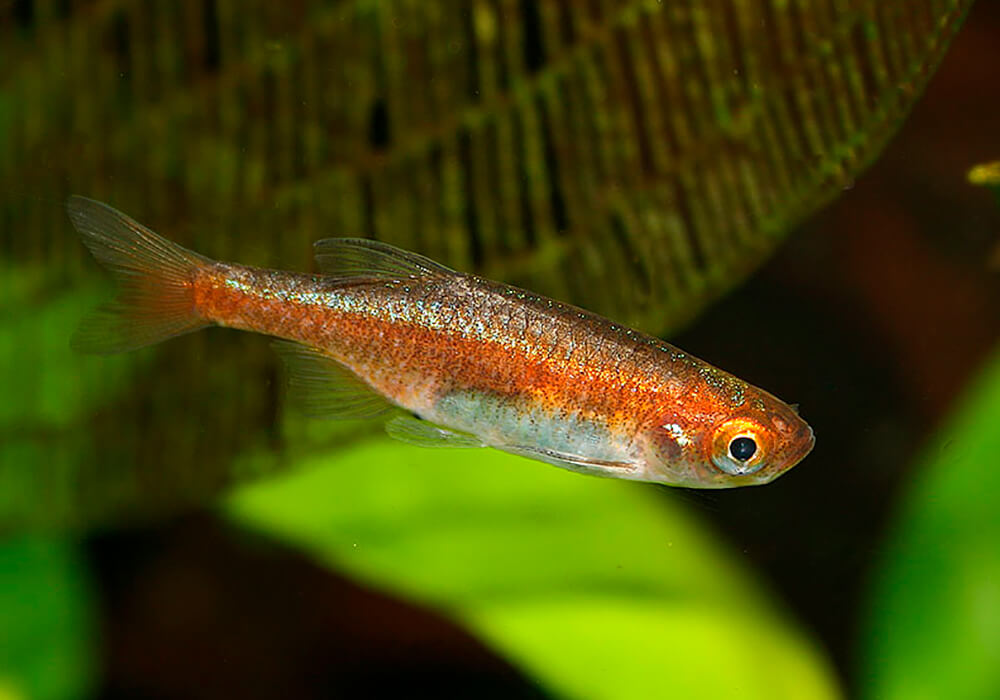 Dwergrasbora Rubescens (MICRORASBORA RUBESCENS M/L)