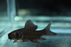 Zwarte Labeo (EPALZEORHYNCHOS CHRYSOPHEKADION M/L)