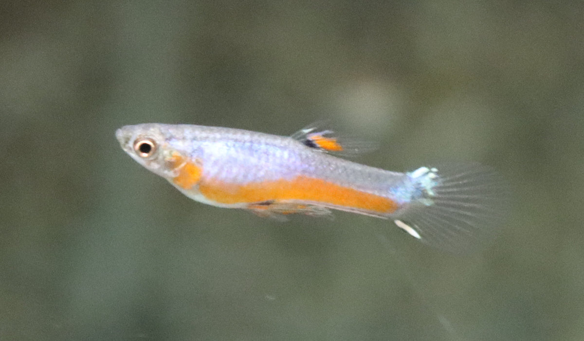 Endler Gup Cardinalis (M/F) (POEC. WINGEI CARDINALIS (M/F) M)