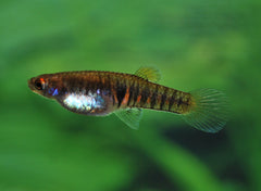 Tandkarper Elegans (NEOHETERANDRIA ELEGANS M)
