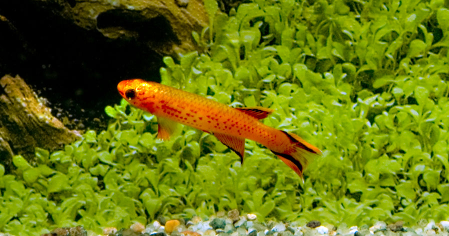 Kaap Lopez Goud (APHYOSEMION AUSTRALE GOLD L)