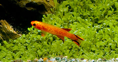Kaap Lopez Goud (APHYOSEMION AUSTRALE GOLD L)