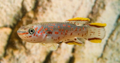 Killivis Gardneri (FUNDULOPANCHAX GARDNERI L)