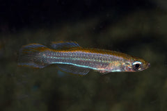 Lichtoogje Luxophthalmus (POROPANCHAX LUXOPHTHALMUS  L)