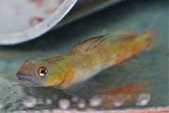 Oranje Gebande Goby (SICYOPUS MULTISQUAMATUS L)